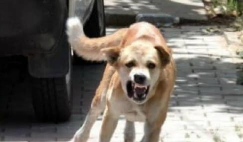 Chhindwara  news 15-year-old girl dies after being bitten by street dog