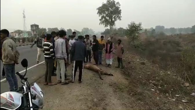 Leopard dies due to collision with unknown vehicle on National Highway