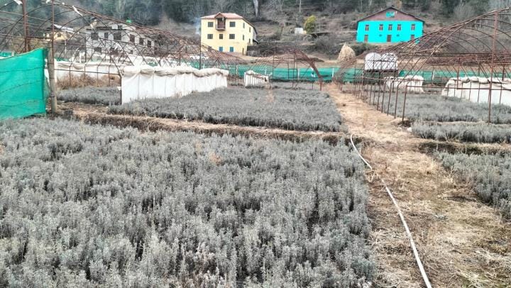 levender oil news