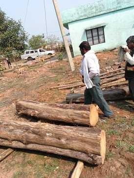 Illegal teak was hidden in the grass after cutting it from the forest in Damoh