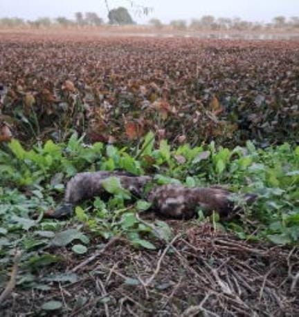 20 migratory birds hunted in Lakh Bahosi lake