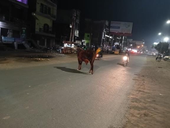 sadakon par govansh ka basera, jara see laaparavaahee se ho sakata hai haadasa