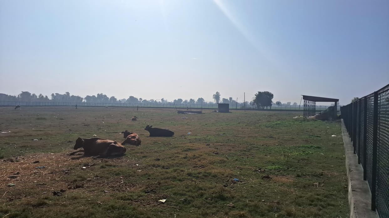 Cattle At Newly Construct Sports Stadium