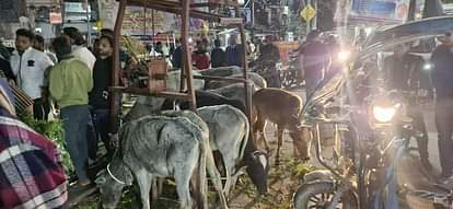 Damoh News: गौ तस्करी के विरोध में विहिप-बजरंग दल ने किया प्रदर्शन, सड़क पर खड़े कर दिए मवेशी; लगा रहा जाम VHP-Bajrang Dal protested against cow smuggling in damoh
