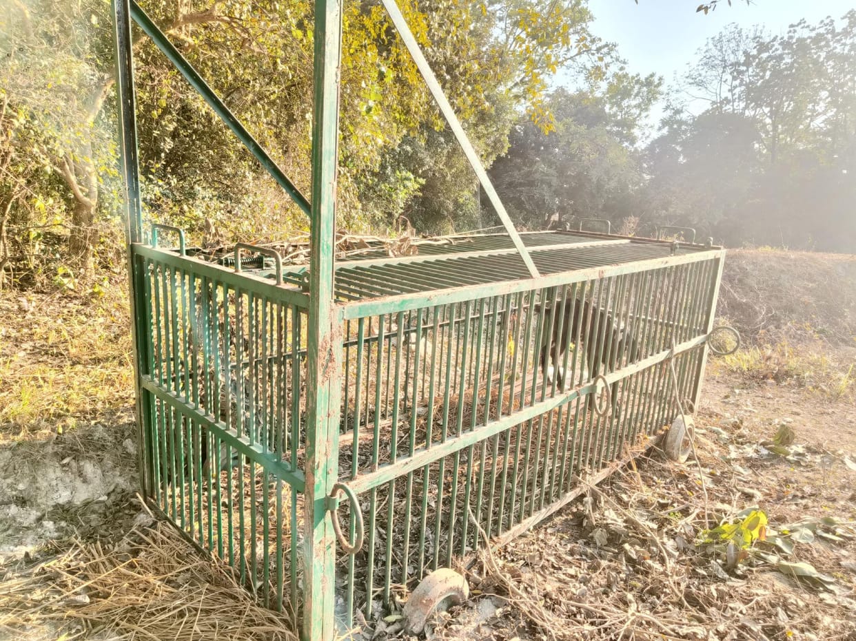 The tiger again killed two victims by dodging the forest personnel.