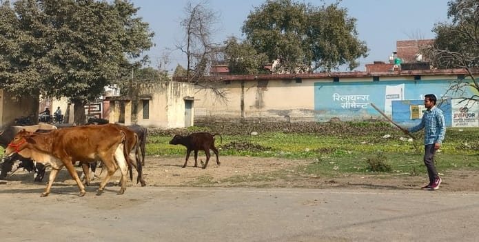 Administration is helpless... stray animals are taking lives