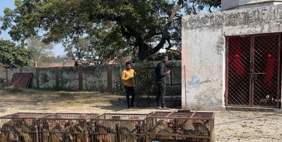 113 monkeys caught from Deendayal Puram Colony