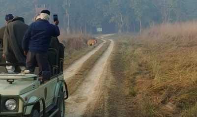 Tourists were thrilled to see the tiger