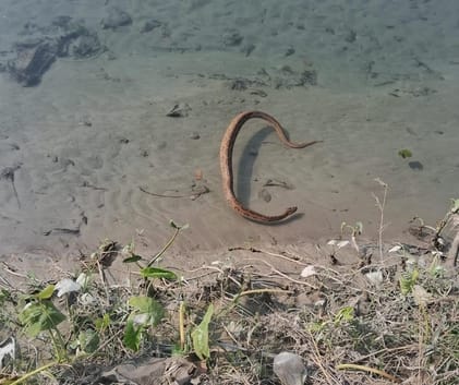 Russell's Viper species snake seen landing in a small canal