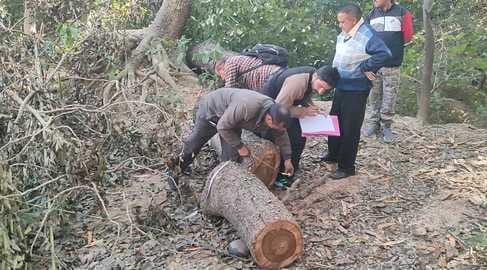 Contractor cut 21 banned trees in Nangal Jariyalan