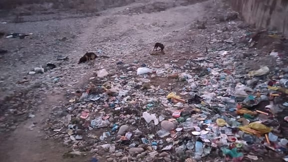 Dead bodies of cattle are being thrown after garbage in Dhrug Khad.