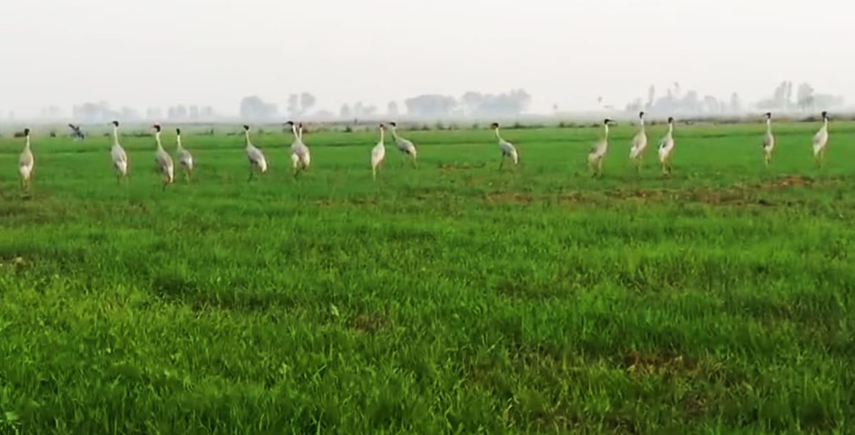 Storks arrived in Keravgarh village, people are excited