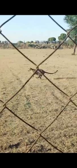 खेत में भागता हुआ पैंथर।