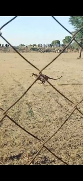 खेत में भागता हुआ पैंथर।