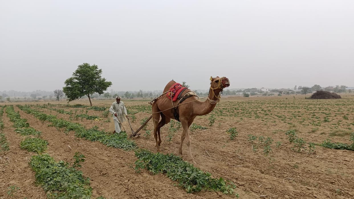 Animal breed census started in 28 villages and wards of the district will be completed by March