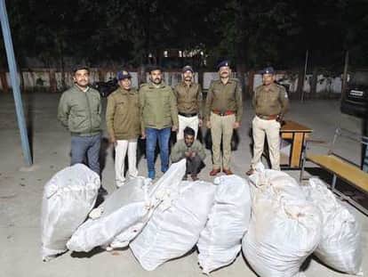 Illegal cultivation of cannabis was being done between garlic and chia crops, one accused arrested