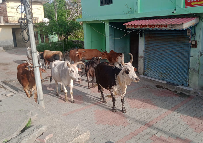 Cowshed imprisoned in locks and thorny bushes, efforts trapped in files