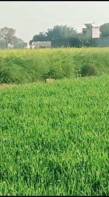 After seeing the viral video in the fields of Sultanpur, Wildlife Department employees arrived to inspect.