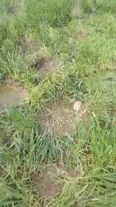 Nepali elephants create havoc in fields, trample crops