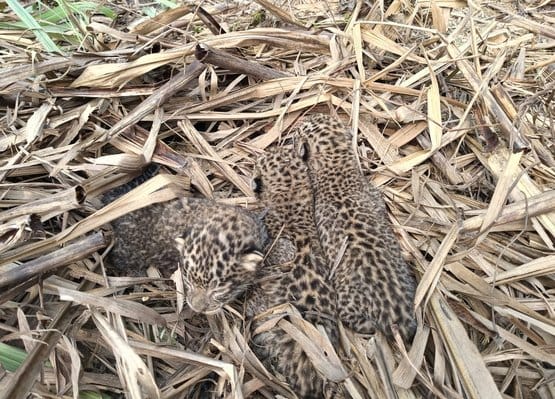 Three leopard cubs found in sugarcane field in village Vijaypur
