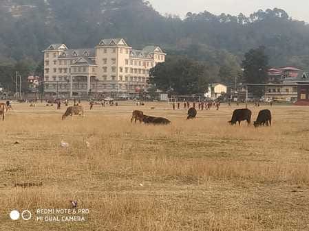 Tags on ears, abandoned animals on streets, confined in offices as per rules and regulations