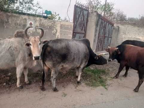 Cattle are being cut and left on the roads, people are losing their lives in accidents.