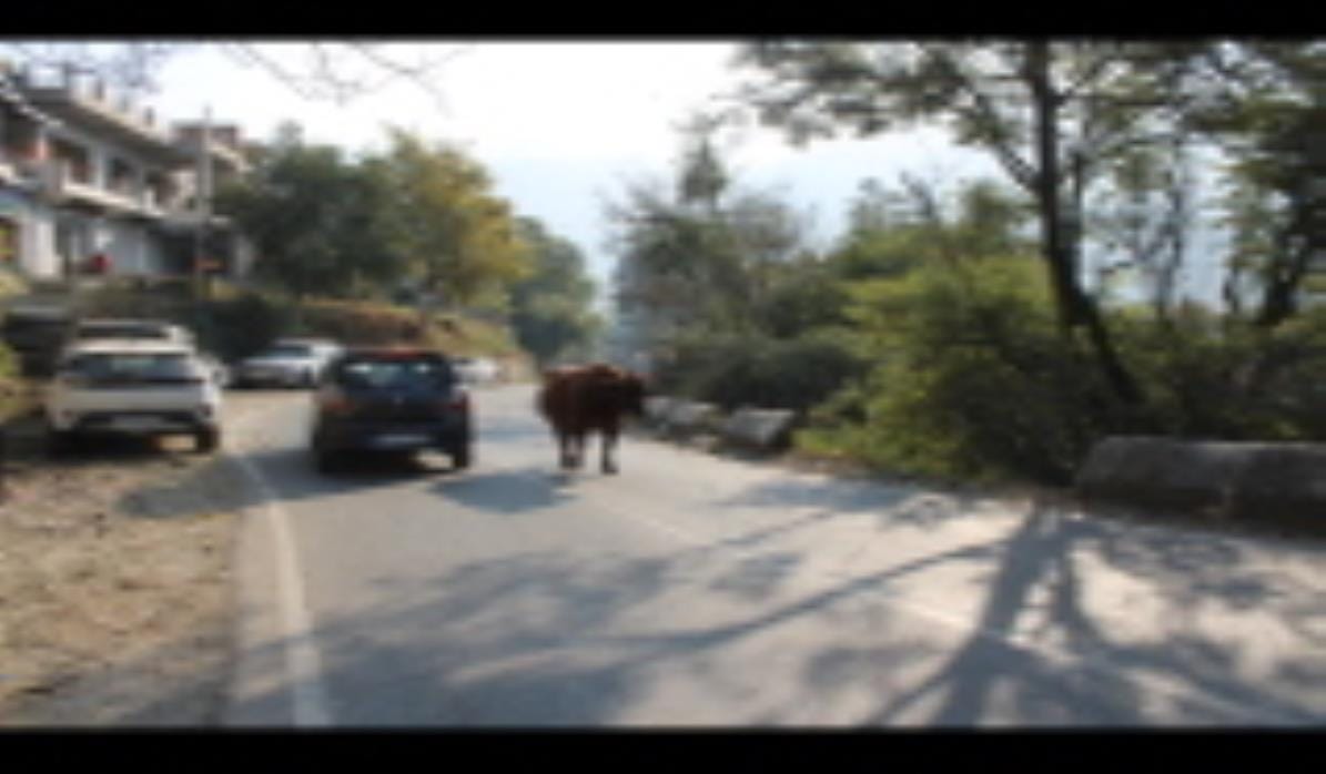 Unclaimed animals on the streets, Panchayat representatives turn a blind eye