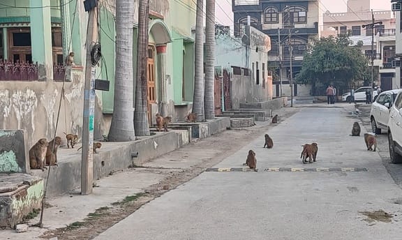 Monkeys surrounded the house for one hour