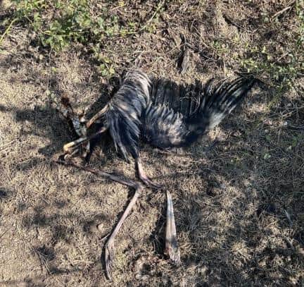 घना में बर्ड इन्फ्लूएंजा से मृत पेंटेड स्टार्क 