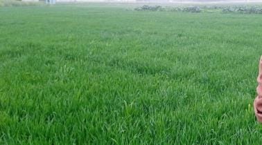africulture area of sowing of wheat and pulses increased February may become challenge for farmers