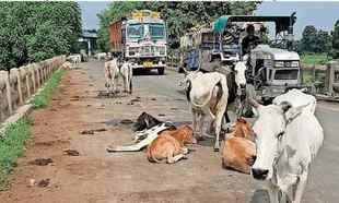 Damoh 206 acres of land marked near Kalyanpura to build a wildlife sanctuary for stray cattle