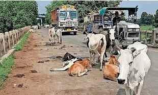 Damoh News: आवारा गोवंश के लिए गो वन्य विहार बनाने कल्याणपुरा के पास 206 एकड़ जगह चिह्नित, भेजा प्रस्ताव Damoh 206 acres of land marked near Kalyanpura to build a wildlife sanctuary for stray cattle