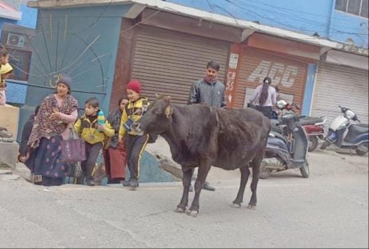 Cows on the road, locks hanging in cow sheds made of Rs 2.5 crores