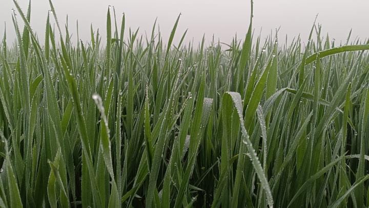 Farmers expect bumper crop of wheat due to good rain and cold
