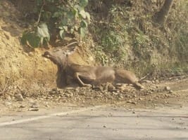 Sambhar found injured on the road, forest department took it into custody