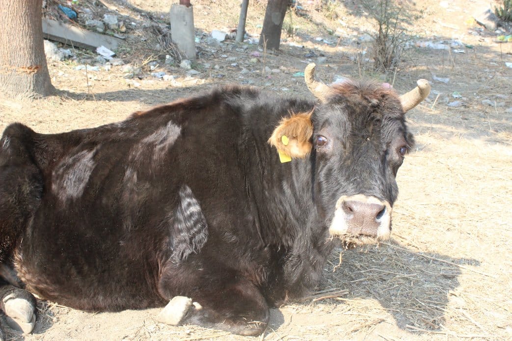 Earnings of farmers grazing herds of animals in the dark of night