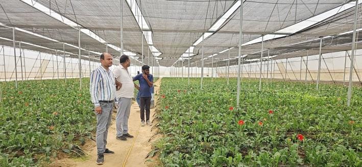 Fragrance of progress from Gerbera flowers