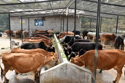 New hope for female calves in cattle: Research has found genes that could change sperm sexing techniques.