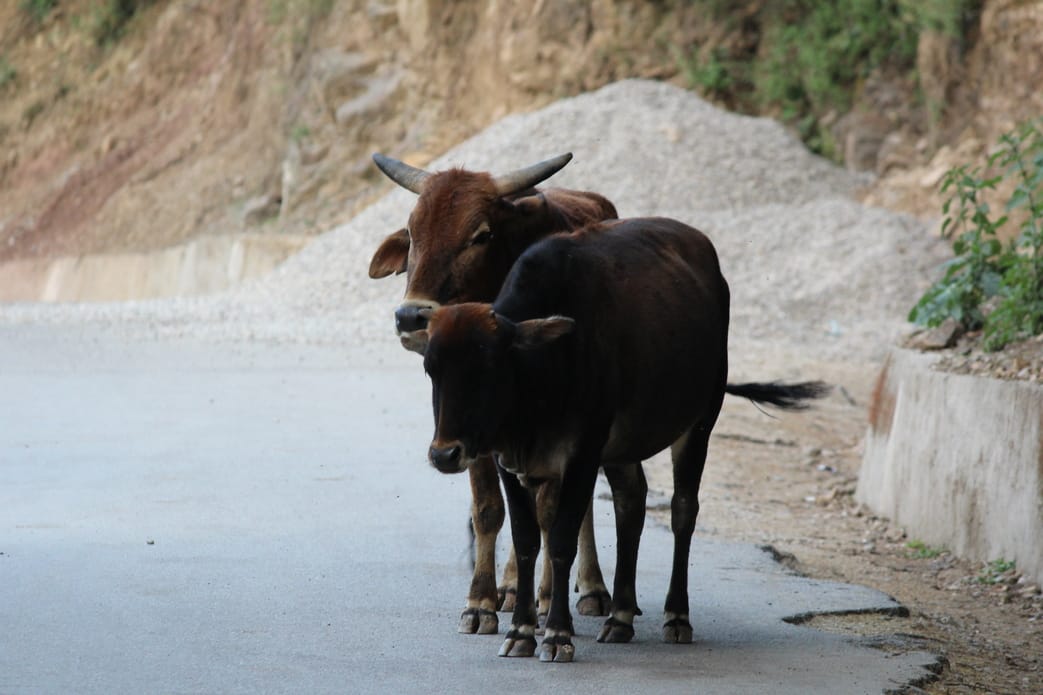 People are troubled by stray animals roaming around on the streets in haldwani