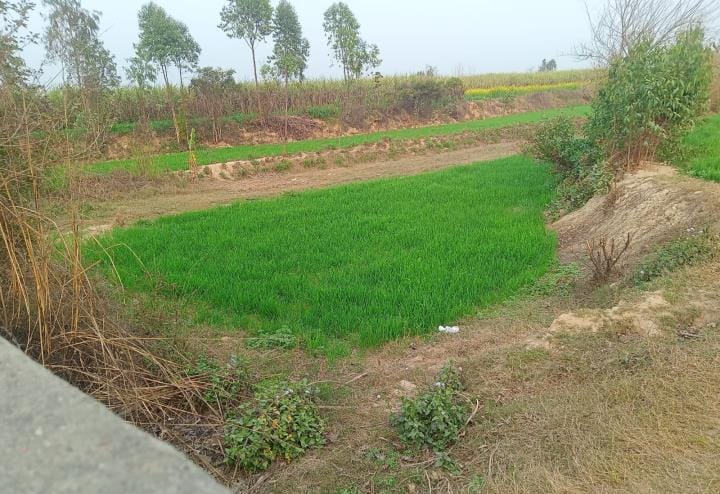 BDO submitted the survey report, wheat crop found in Ban land in six villages
