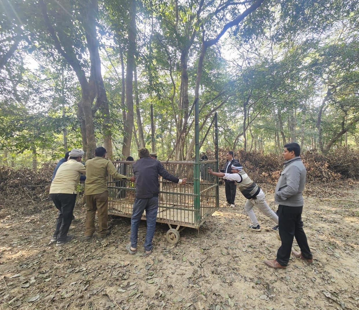 Tiger came out in front of scientists