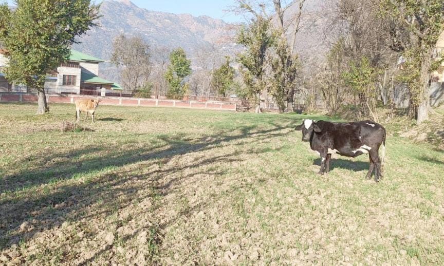 Nights are spent in the fields to save crops from stray animals.