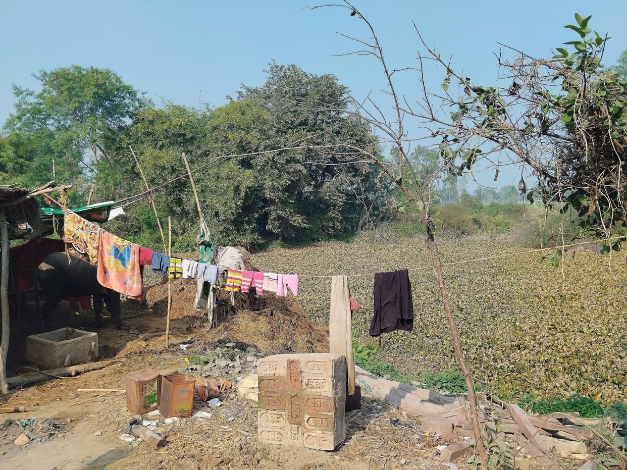 Encroachment on pond, cattle being tied