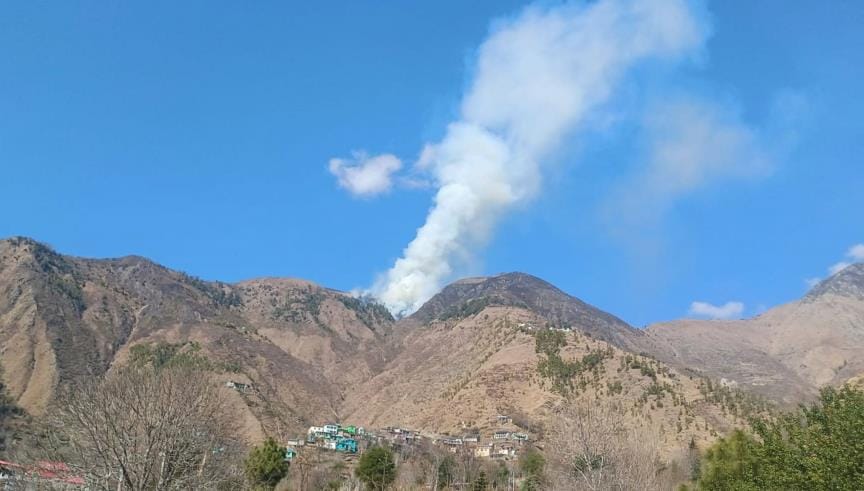 6,000 cedar saplings reduced to ashes in Koot forest fire