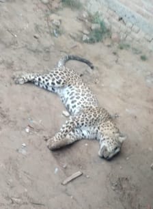 Leopard found dead outside a workshop in a populated area