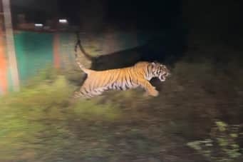 Ramgarh Vishdhari Tiger Reserve tiger killed territorial conflict was taken out of enclosure only 27 days ago