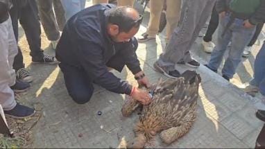 Eagle Injured From Banned Chinese Thread
