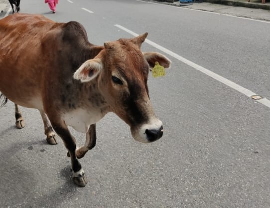 Tag on ear, still owner missing, no action