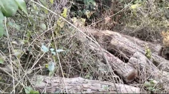 Ax hit trees in Kathun forest, 39 mochas recovered