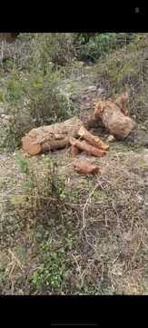 Illegal felling on private forest land, department collected fine